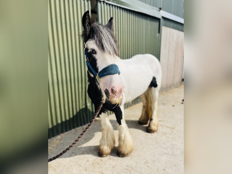 Cob Giumenta 4 Anni 140 cm Pezzato in Sligo