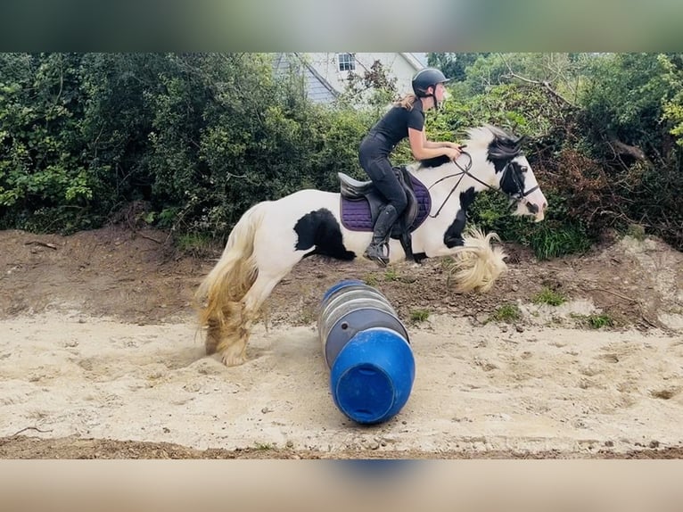 Cob Giumenta 4 Anni 140 cm Pezzato in Sligo
