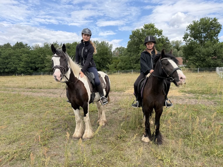 Cob Mix Giumenta 4 Anni 147 cm Tobiano-tutti i colori in Trebbin