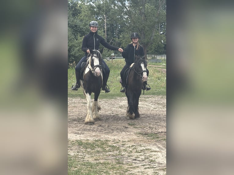 Cob Mix Giumenta 4 Anni 147 cm Tobiano-tutti i colori in Trebbin