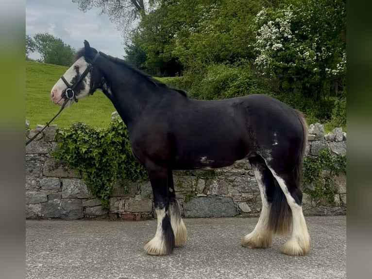 Cob Giumenta 4 Anni 148 cm Morello in Newry