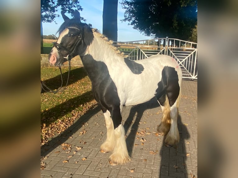 Cob Giumenta 4 Anni 148 cm Pezzato in Hopsten