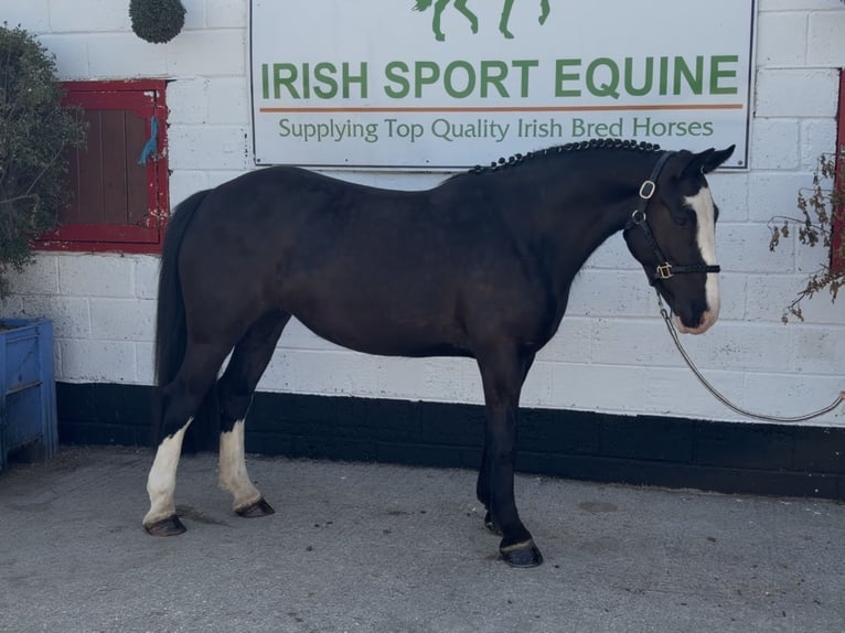 Cob Giumenta 4 Anni 150 cm Morello in Mountrath, Co. Laois
