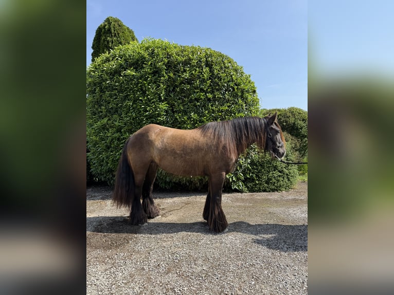 Cob Giumenta 4 Anni 150 cm Sauro scuro in Achstetten