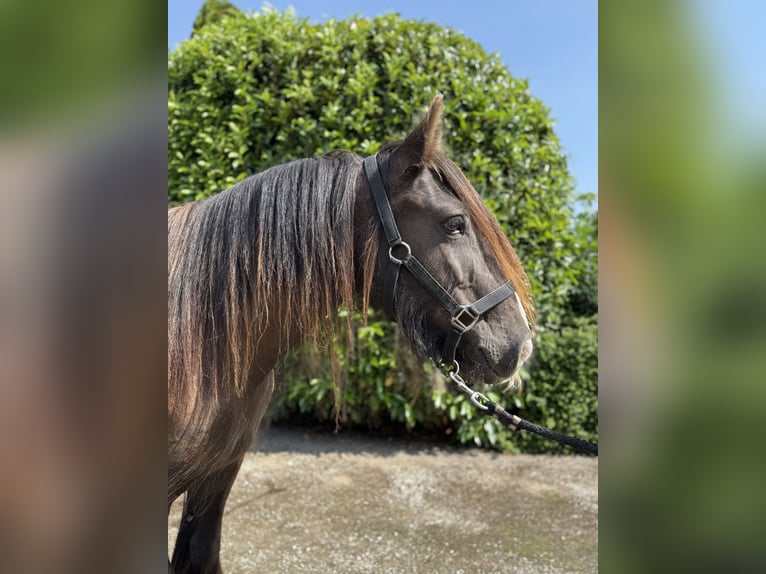 Cob Giumenta 4 Anni 150 cm Sauro scuro in Achstetten