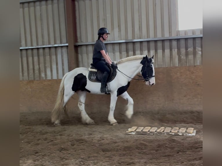 Cob Giumenta 4 Anni 154 cm Pezzato in Sligo