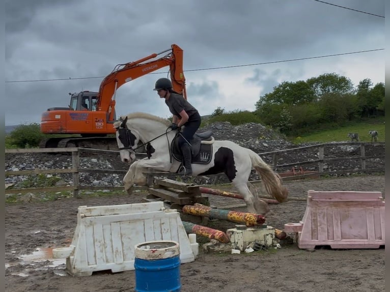Cob Giumenta 4 Anni 154 cm Pezzato in Sligo