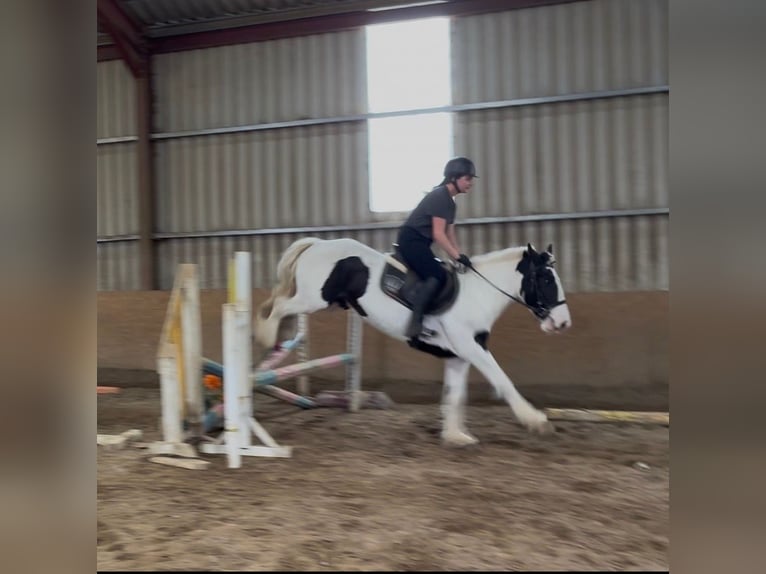 Cob Giumenta 4 Anni 154 cm Pezzato in Sligo
