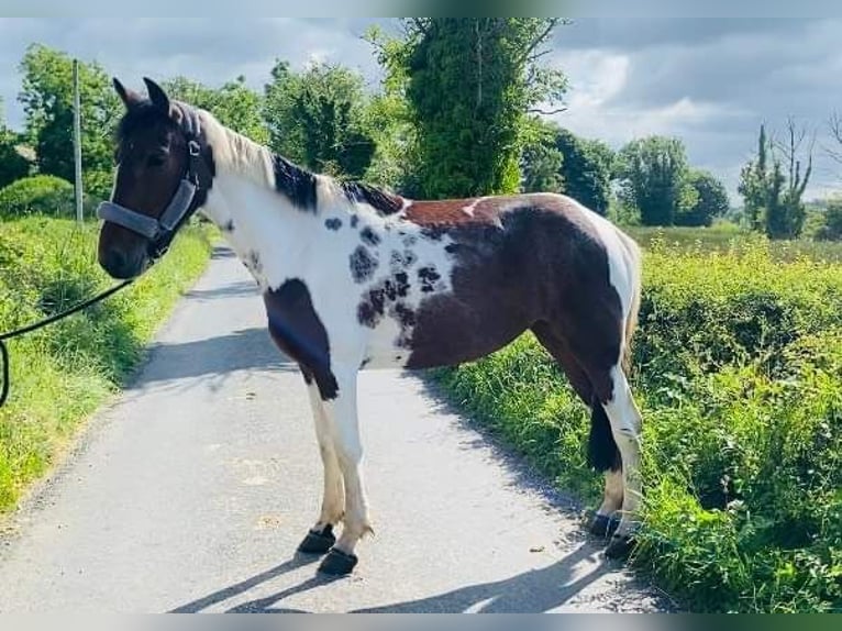 Cob Giumenta 4 Anni 155 cm Pezzato in Sligo