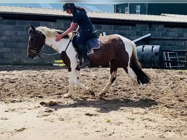 Cob Giumenta 4 Anni 155 cm Pezzato in Sligo