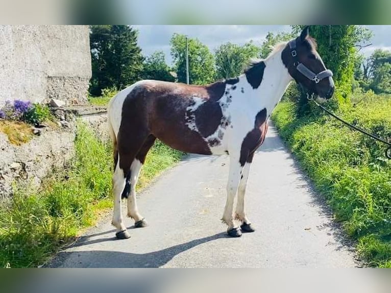 Cob Giumenta 4 Anni 155 cm Pezzato in Sligo