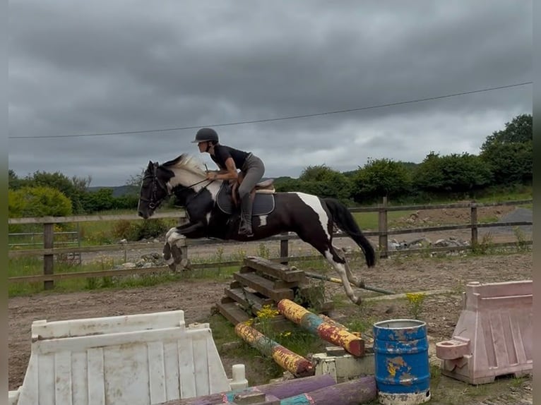 Cob Giumenta 4 Anni 156 cm Pezzato in Sligo