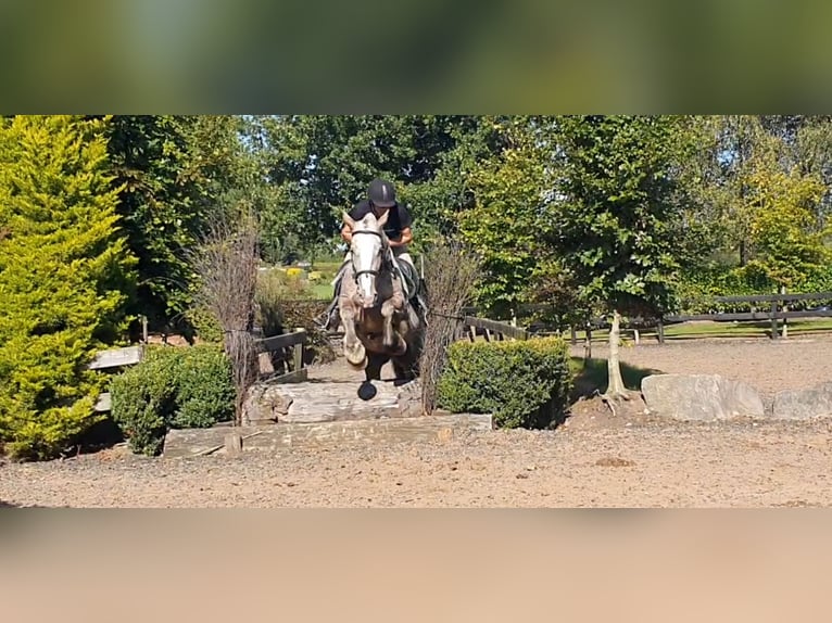 Cob Giumenta 4 Anni 158 cm in Drumshanbo