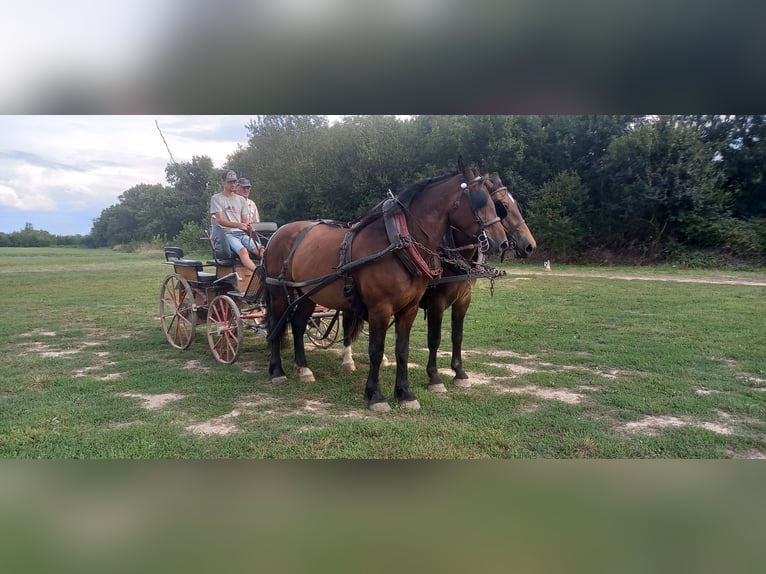 Cob Giumenta 4 Anni 164 cm Baio in SANDRANS