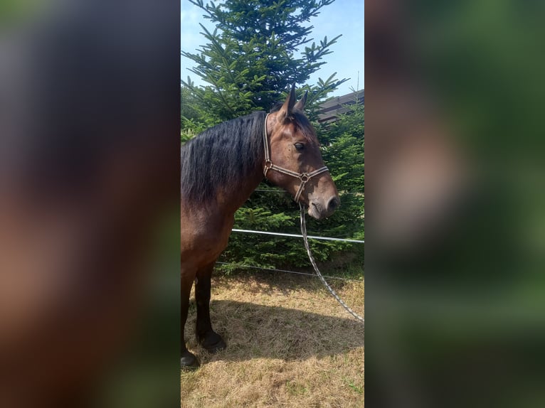 Cob Giumenta 4 Anni 164 cm Baio in SANDRANS