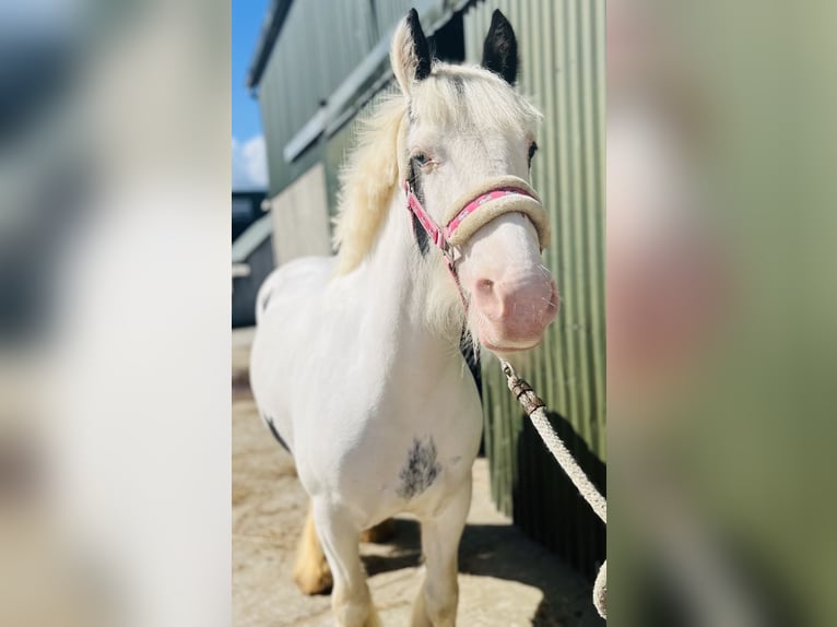 Cob Giumenta 5 Anni 133 cm Pezzato in Sligo