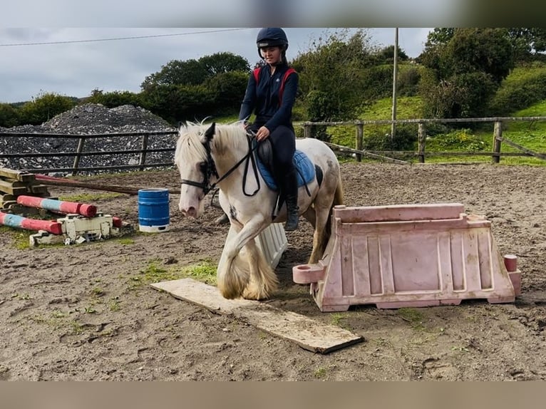 Cob Giumenta 5 Anni 133 cm Pezzato in Sligo