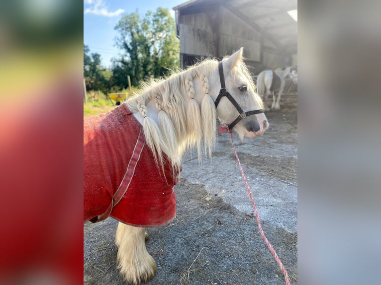 Cob Giumenta 5 Anni 135 cm Leardo in Sligo