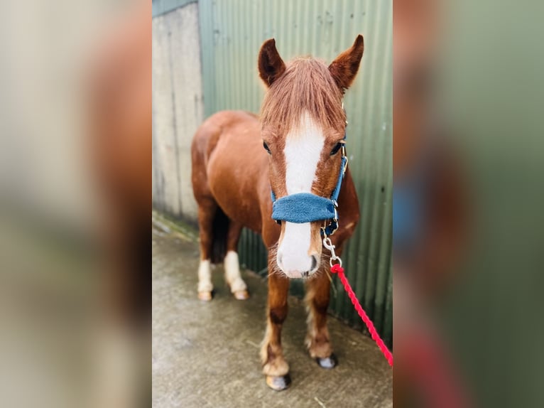 Cob Giumenta 5 Anni 137 cm Sauro scuro in Sligo