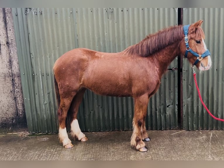 Cob Giumenta 5 Anni 137 cm Sauro scuro in Sligo