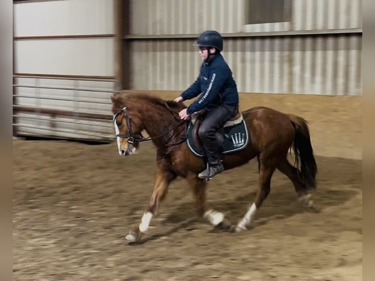Cob Giumenta 5 Anni 137 cm Sauro scuro in Sligo