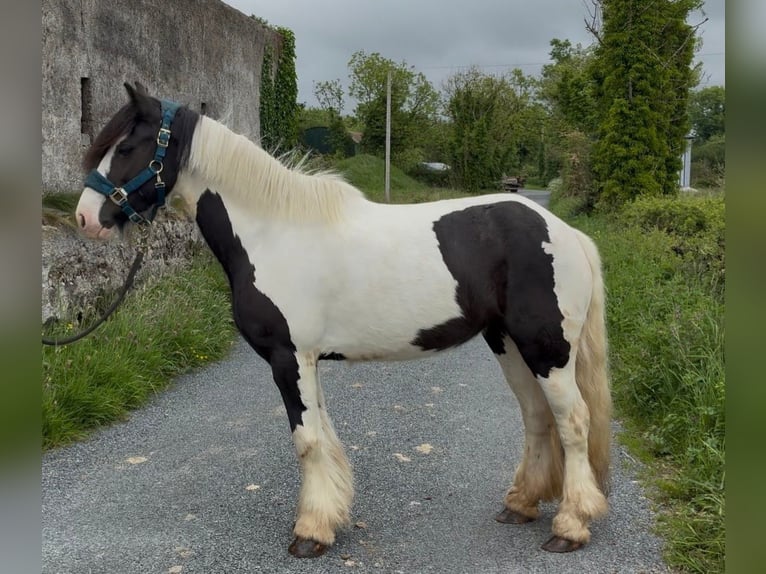 Cob Giumenta 5 Anni 138 cm Pezzato in Sligo