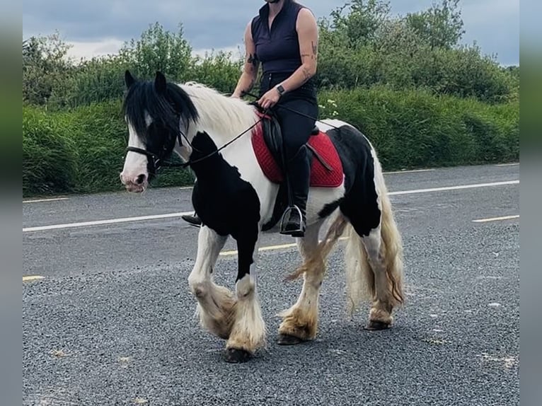 Cob Giumenta 5 Anni 138 cm Pezzato in Sligo