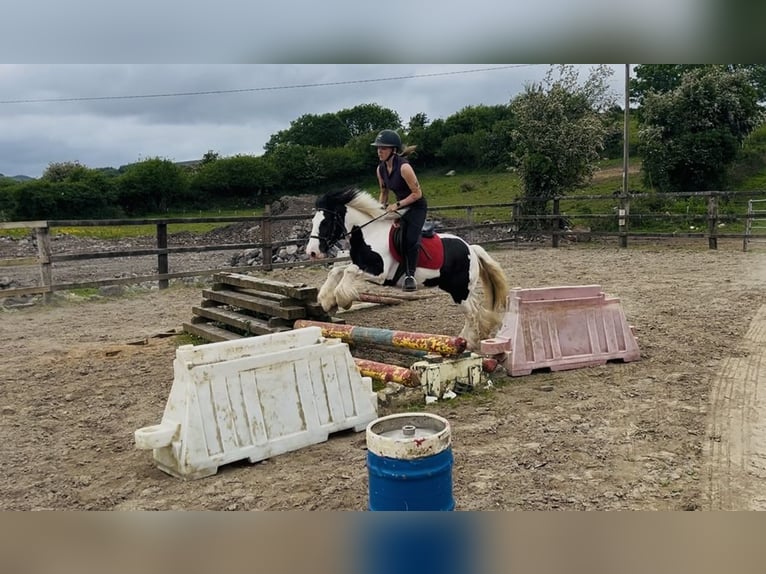 Cob Giumenta 5 Anni 138 cm Pezzato in Sligo