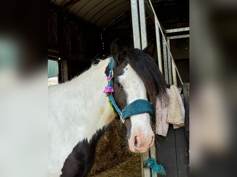 Cob Giumenta 5 Anni 138 cm Pezzato in Sligo