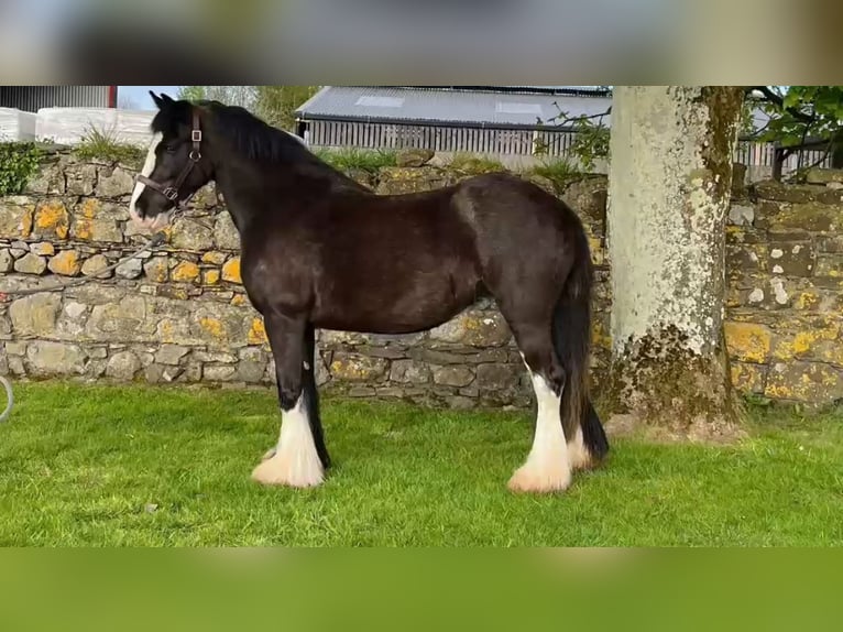 Cob Giumenta 5 Anni 140 cm Morello in Mayo