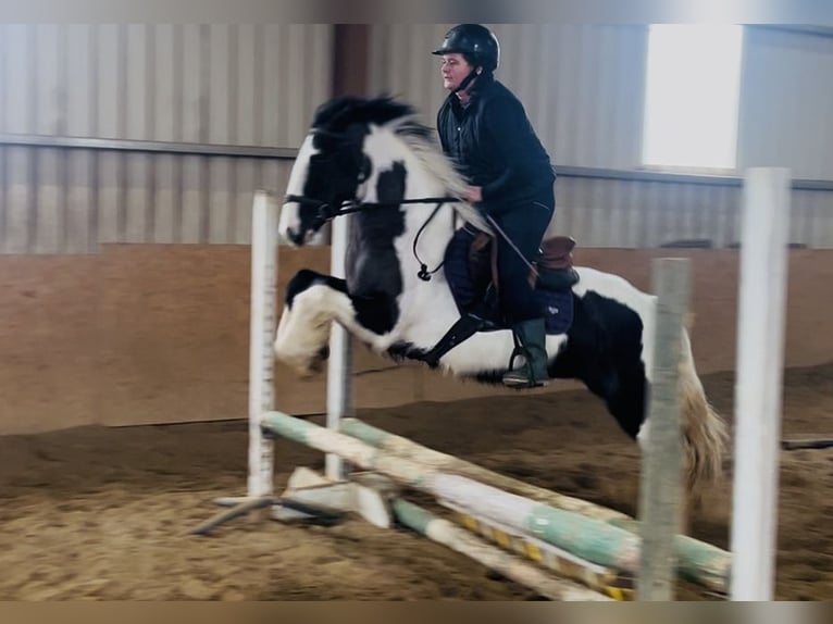 Cob Giumenta 5 Anni 143 cm Pezzato in Sligo