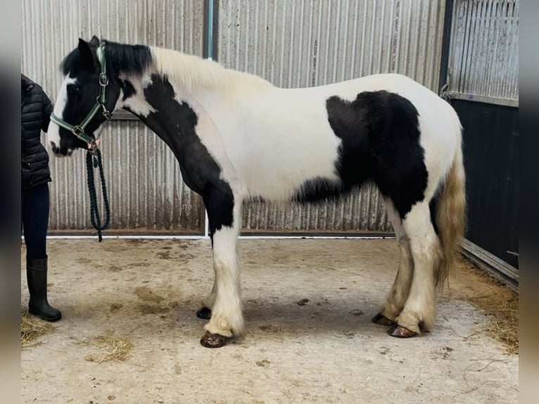 Cob Giumenta 5 Anni 143 cm Pezzato in Sligo