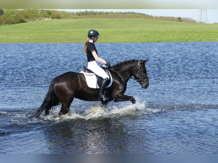 Cob Giumenta 5 Anni 152 cm Morello in Ganschow