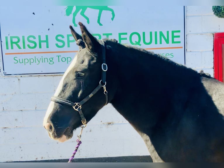 Cob Giumenta 5 Anni 152 cm Morello in Mountrath