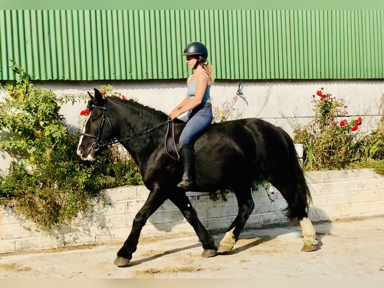 Cob Giumenta 5 Anni 152 cm Morello in Mountrath