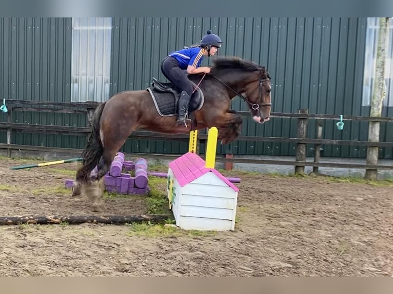 Cob Giumenta 5 Anni 153 cm Baio in Sligo