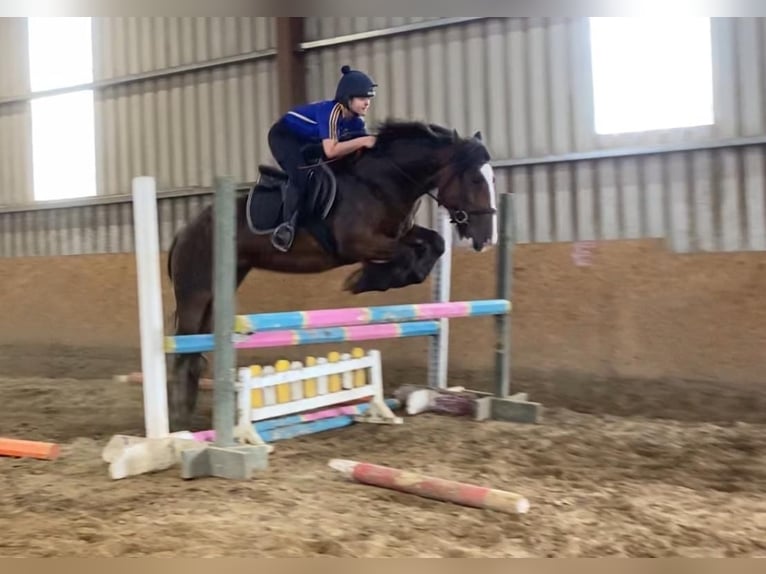 Cob Giumenta 5 Anni 153 cm Baio in Sligo