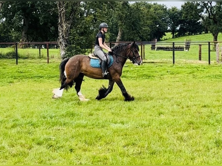 Cob Giumenta 5 Anni 153 cm Baio in Sligo