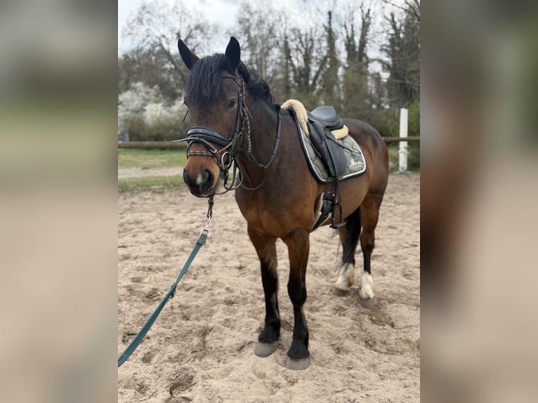 Cob Mix Giumenta 5 Anni 155 cm Baio in Trebbin