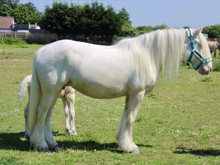 Cob Giumenta 5 Anni Cremello in Bridgwater, Somerset