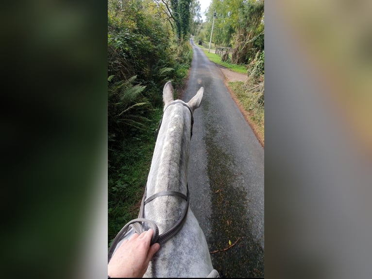 Cob Giumenta 5 Anni in Leitrim