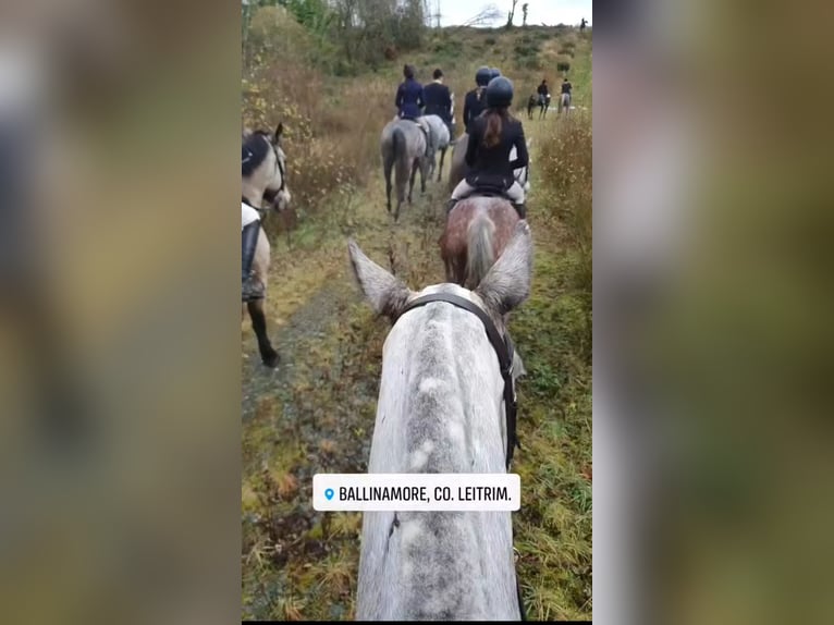 Cob Giumenta 5 Anni in Leitrim