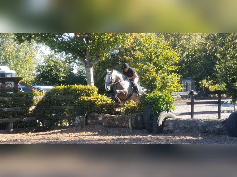 Cob Giumenta 5 Anni in Leitrim