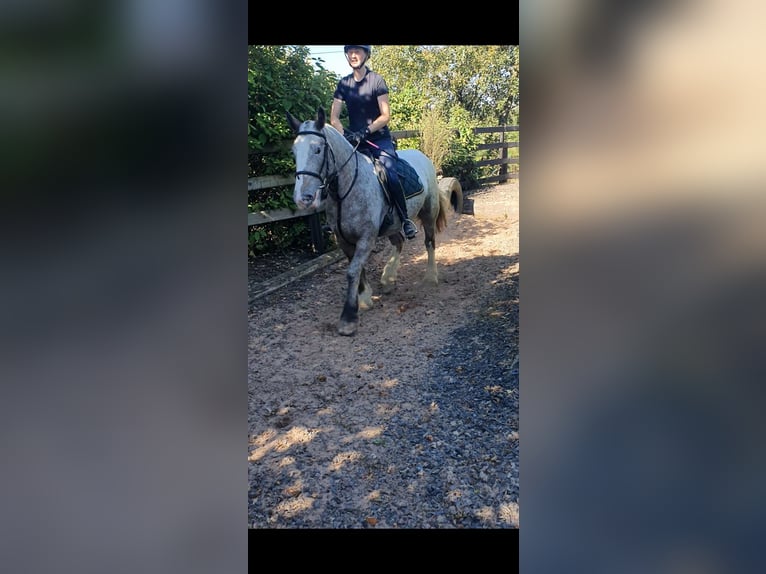 Cob Giumenta 5 Anni in Leitrim