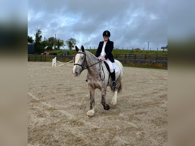 Cob Giumenta 5 Anni in Leitrim