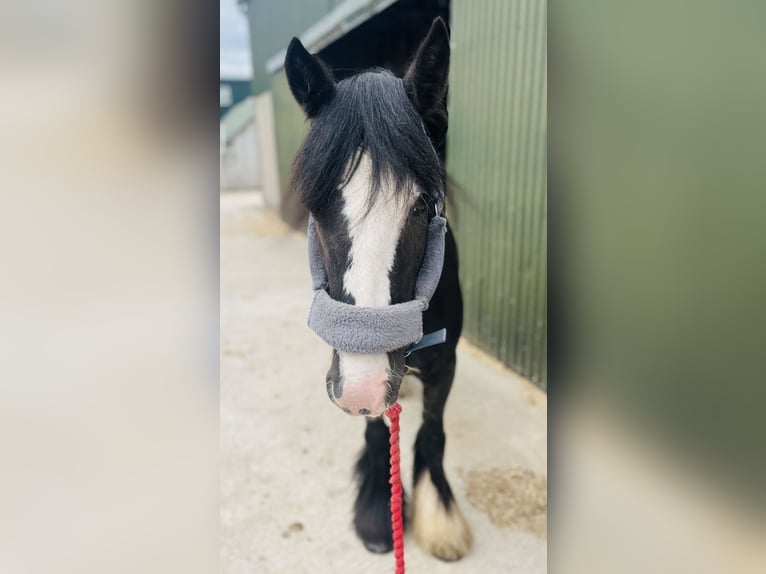 Cob Giumenta 6 Anni 135 cm Morello in Sligo