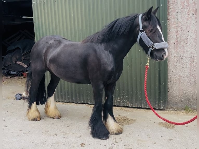 Cob Giumenta 6 Anni 135 cm Morello in Sligo