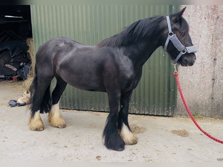 Cob Giumenta 6 Anni 135 cm Morello in Sligo