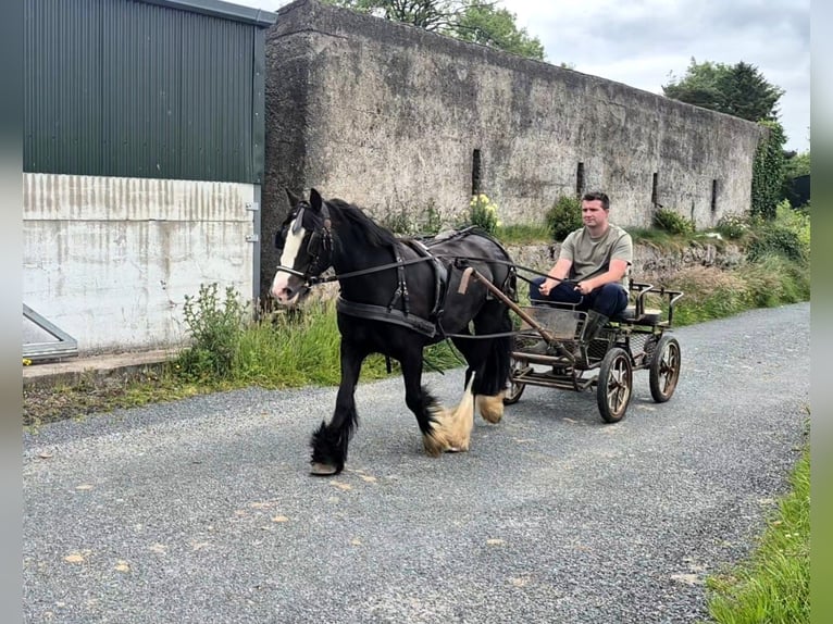 Cob Giumenta 6 Anni 135 cm Morello in Sligo