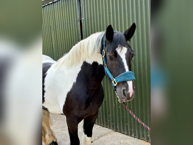 Cob Giumenta 6 Anni 136 cm Pezzato in Sligo